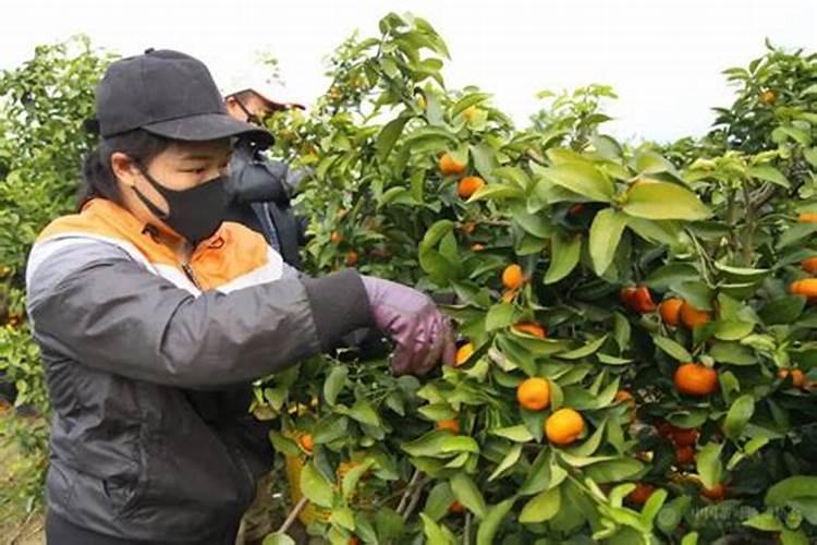 沙糖桔什么时候施钾肥？沙糖桔什么时候种植