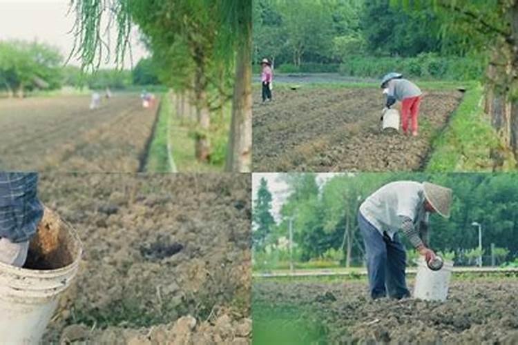 葵花的种植技术