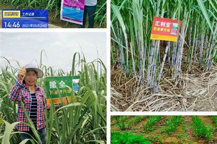 叶面肥喷多少尿素合适