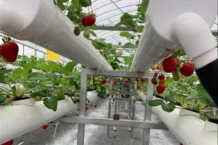 无土栽培需要什么营养液