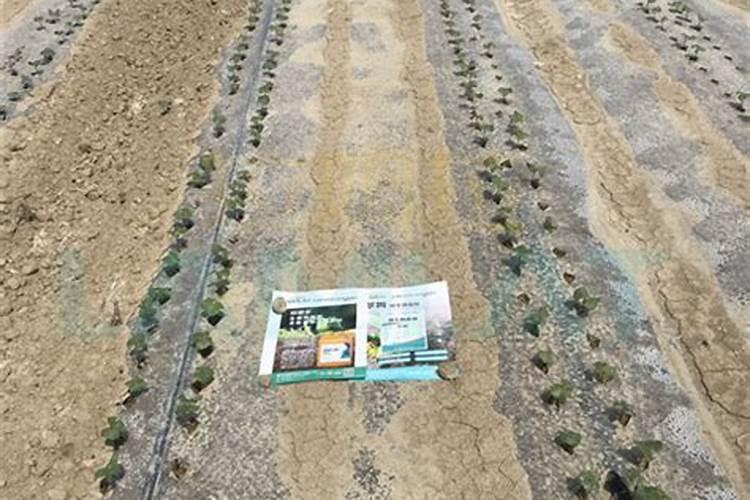 棉花的种植方法