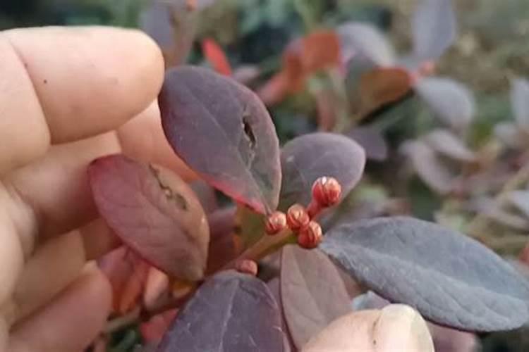 请问蓝莓用什么肥料最好