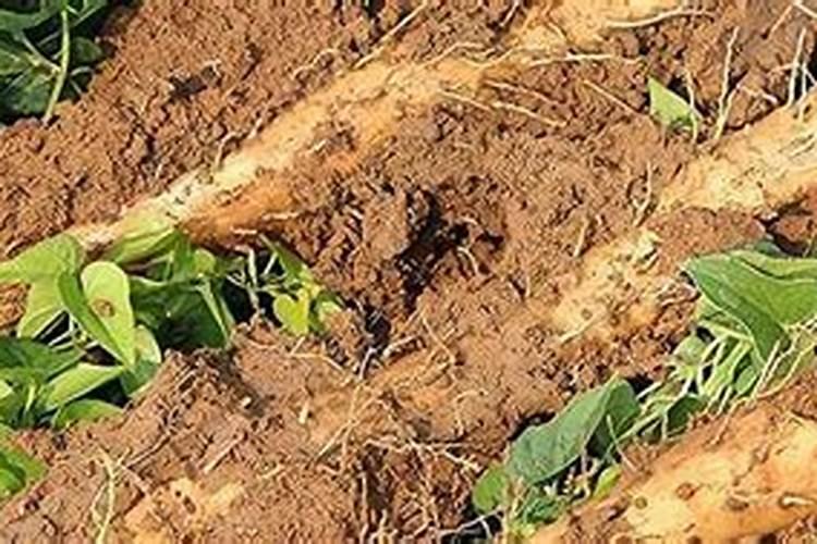 山药秧子怎么样管理？