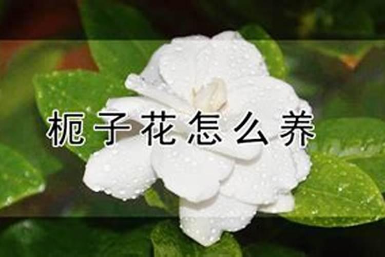 栀子花怎么施肥
