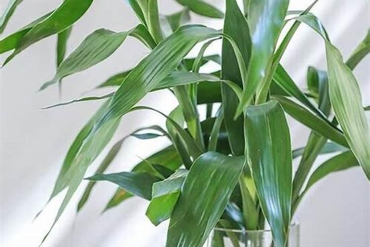 绿叶植物用什么肥料