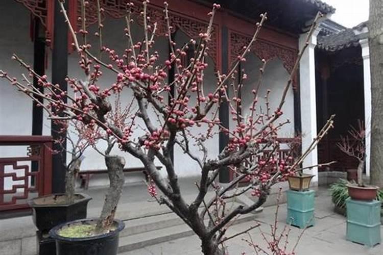 光杆三角梅要多久才能发芽