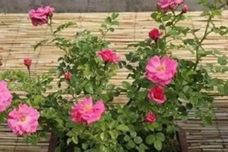蔷薇花怎么种植方法