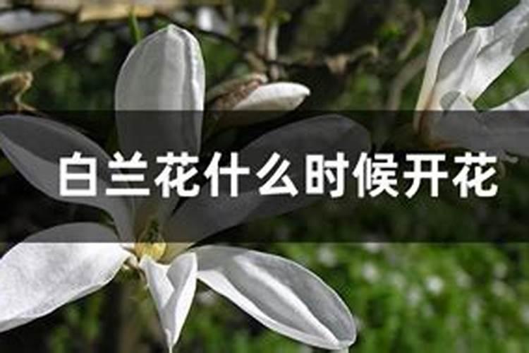 白兰花什么时候施肥