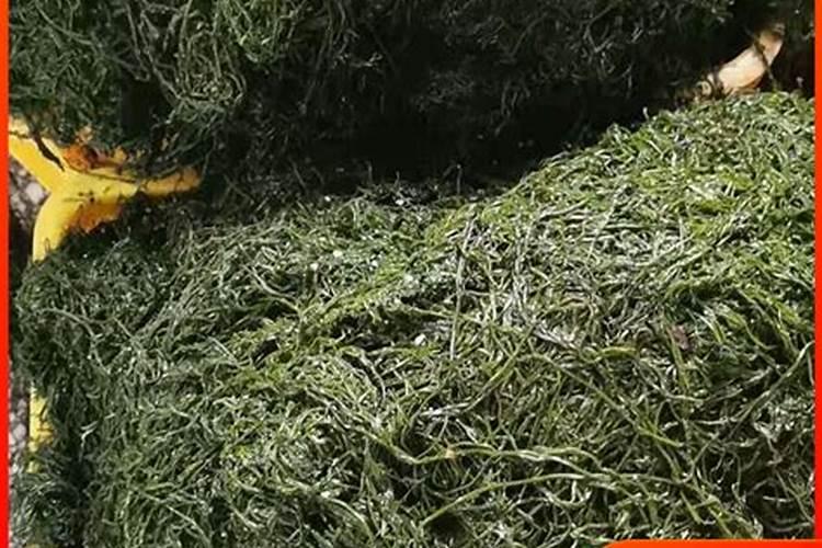 山东饲料厂有哪些