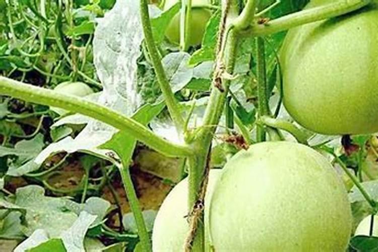 香瓜移栽后十天施什么肥