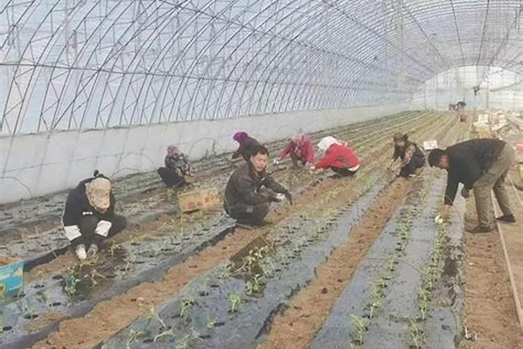 种香瓜肥料怎么施肥