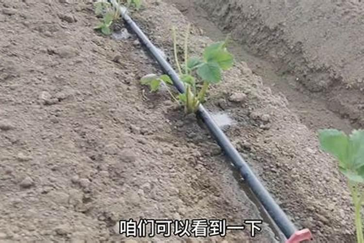 暖冬时节,草莓大棚该如何保温呢？