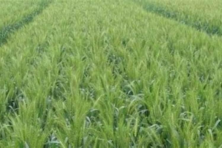 磷肥对小麦有哪些作用？