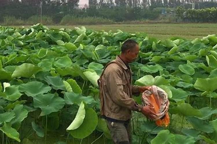 种藕哪些肥料好