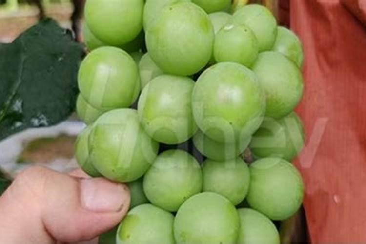 多酶消毒液有哪些作用