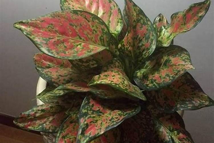 叶面肥可以灌根吗 叶面肥多长时间能吸收