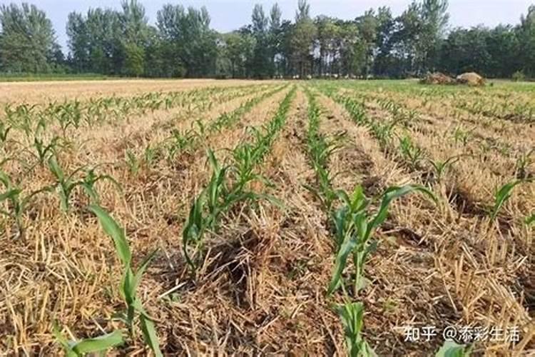 钾肥适合什么蔬菜