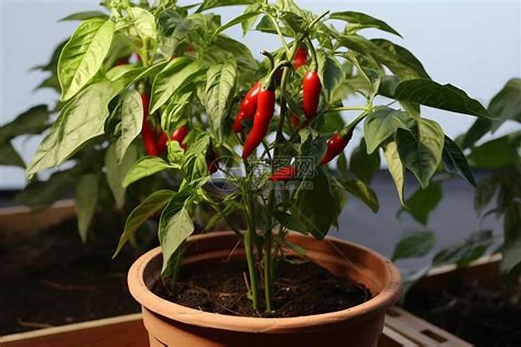 辣椒树怎么种 但苗期氮和钾不宜过多