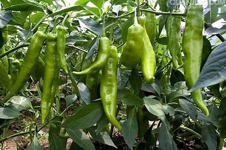 青椒最好的肥料是什么？