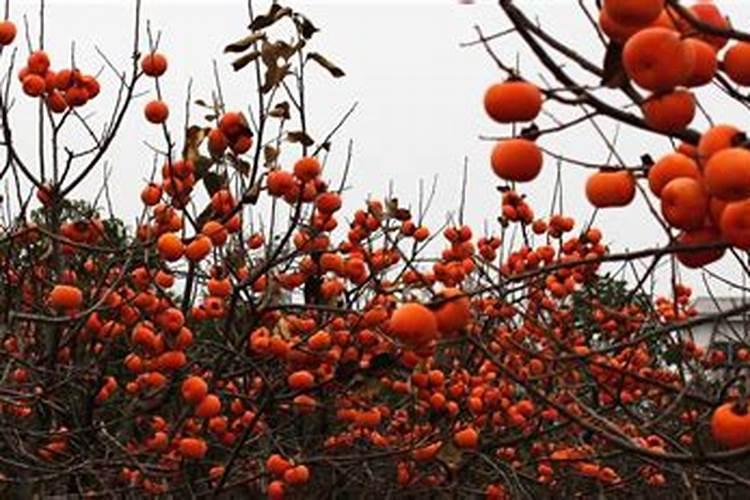 柿子树什么时候施肥最好