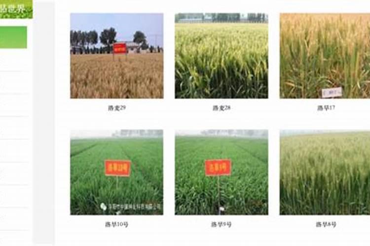 农药化肥股票龙头股有哪些？