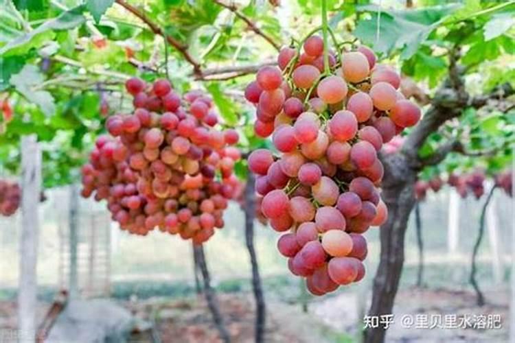 阳光玫瑰葡萄用羊粪做冬肥可以吗？