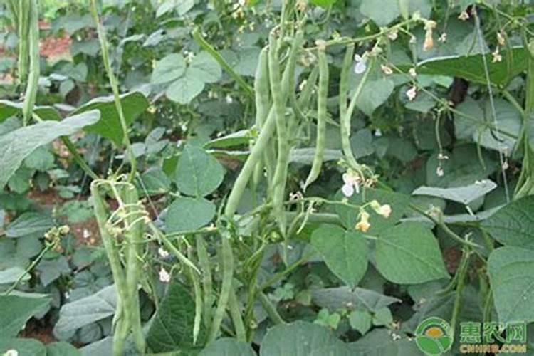 大棚芸豆长到十二三厘米可以冲肥吗？