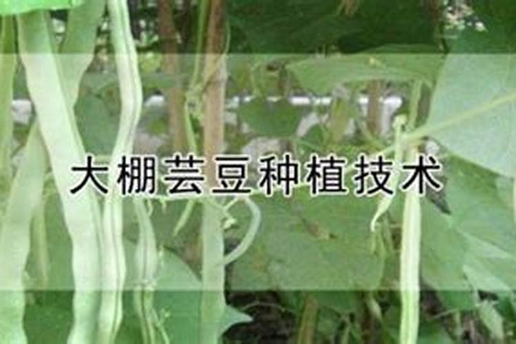 怎样使大棚芸豆膨果快而直