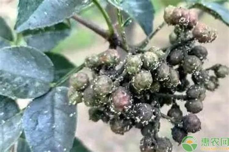 花椒叶面肥多久打好