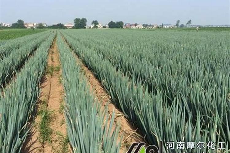 大葱用哪种水溶肥长势好？大葱专用增产叶面肥料？