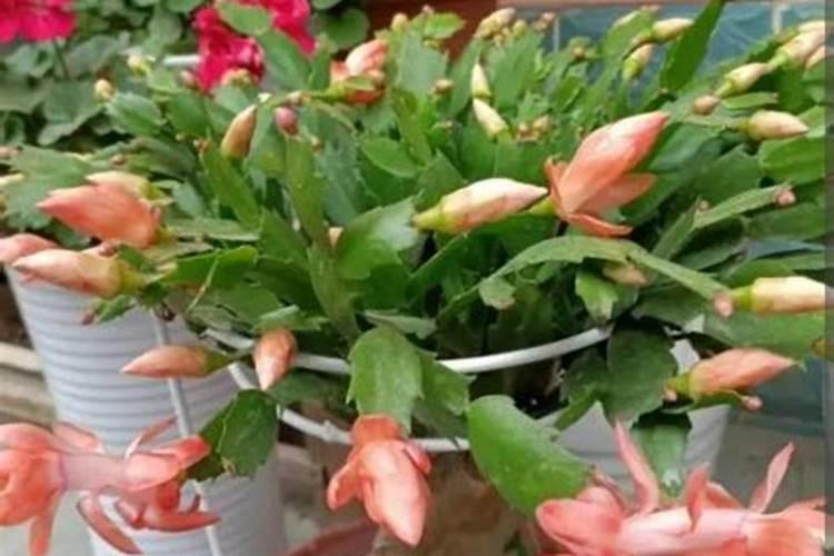 蟹爪兰有花苞了还能施肥吗