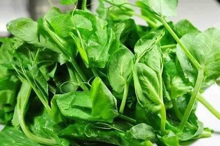 种豌豆尖用什么肥料