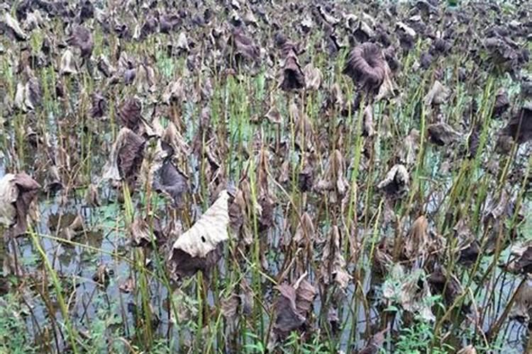 种莲藕用什么肥料好