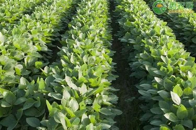 大豆后期如何管理才能高产