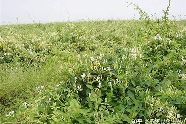 山东十大水果批发市场