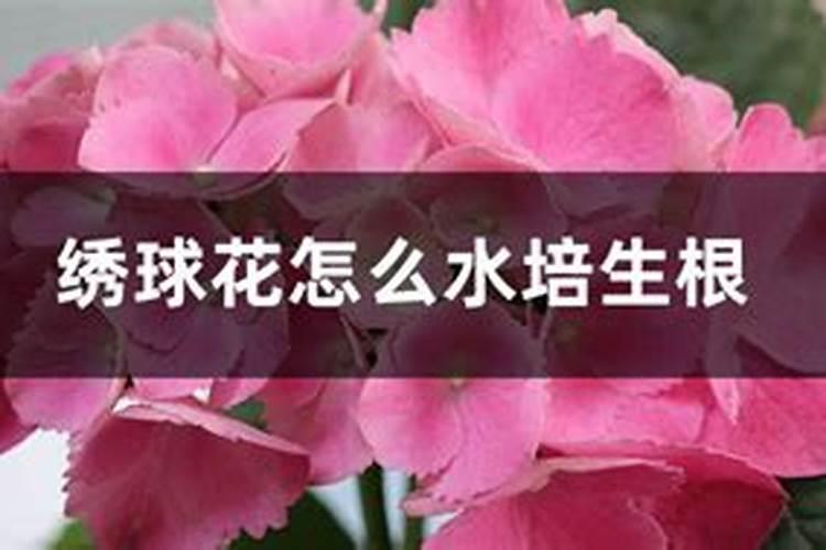 绣球花可以水培吗,绣球花怎么水培生根(4个步骤)