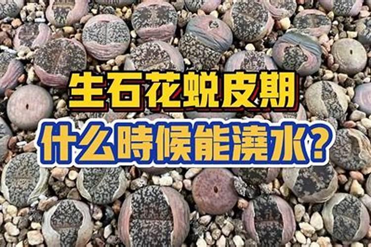 生石花用肥方法