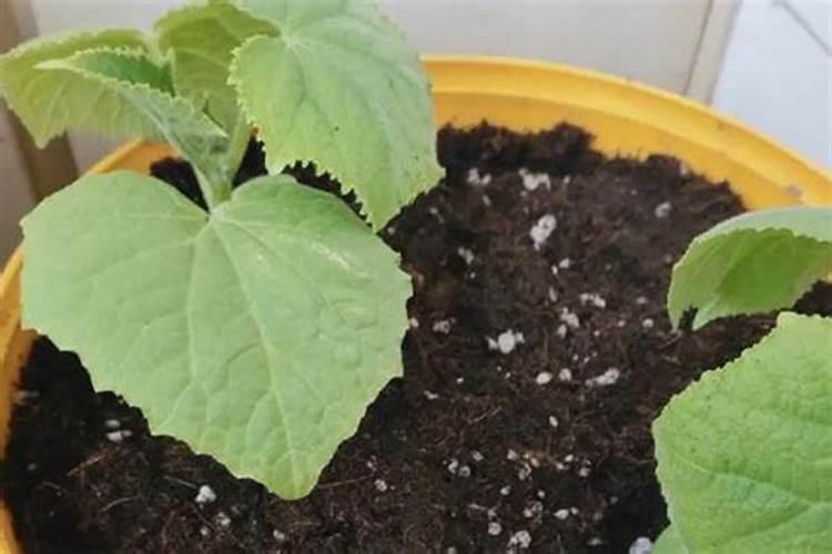 果树一年施几次肥料