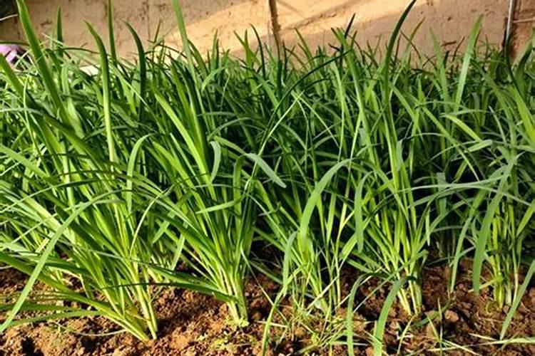 韭菜烂叶黄叶的原因是什么？腐植酸水溶肥壮株促生长效果如何