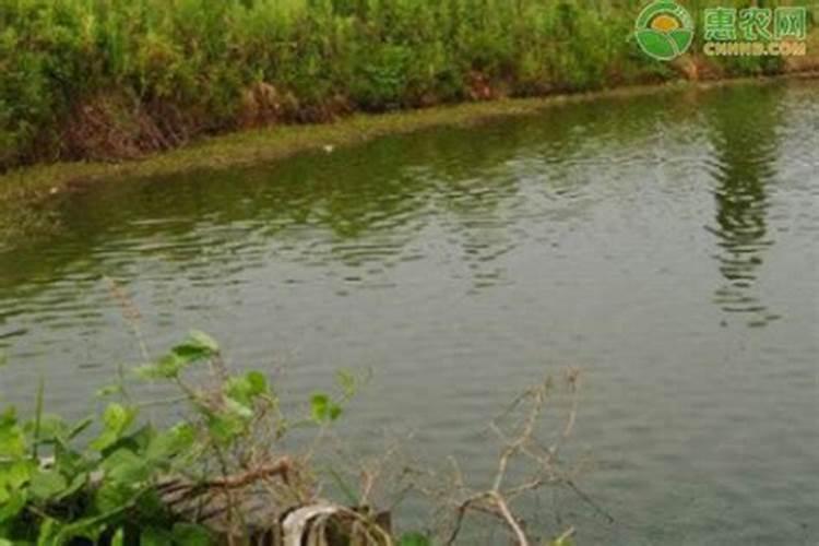 养了10年鱼不知道什么样的水才是肥水,好水？