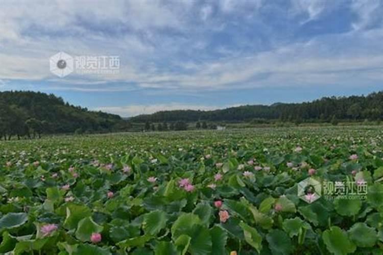 湘莲的种植技术