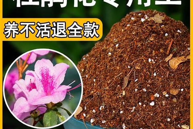 四季杜鹃茶花施什么肥料