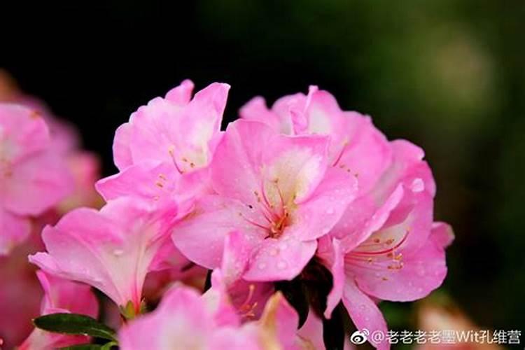 杜鹃花能上牛粪,羊粪吗？