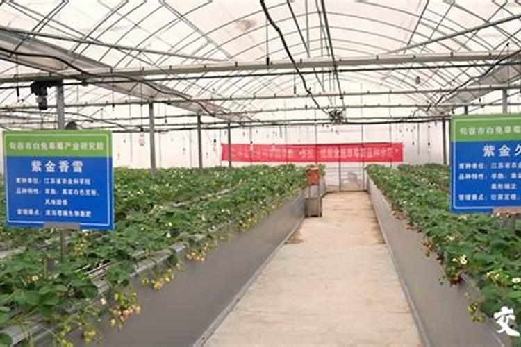 硅肥适用于哪些作物？