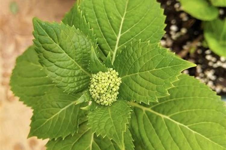 养太阳花,喂上“1种肥”,不停冒新枝,开花爆盆