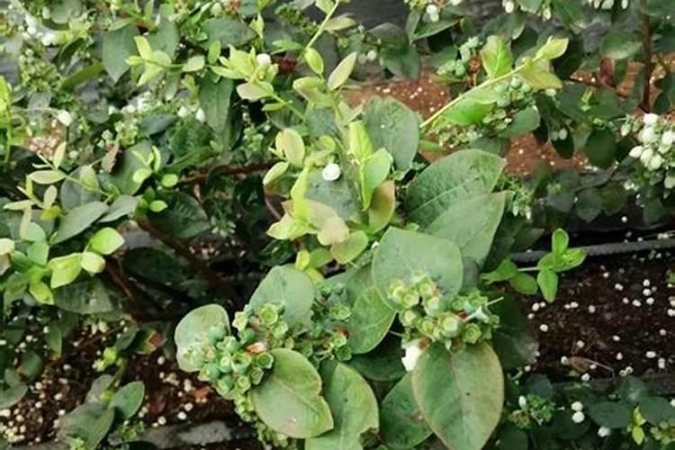 蓝莓多久施肥一次