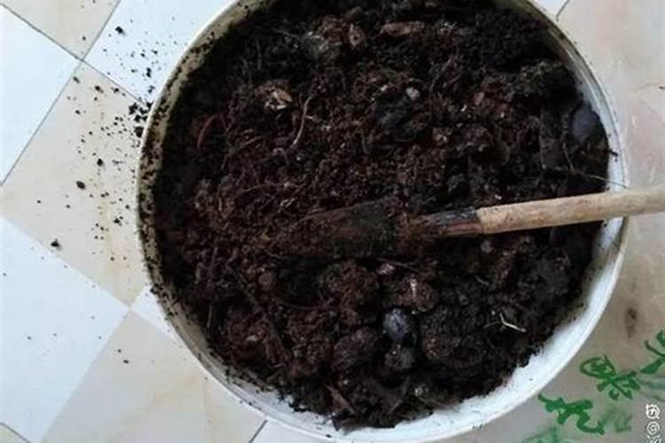 花加:寒冬腊梅盆栽养殖有哪些需要注意的