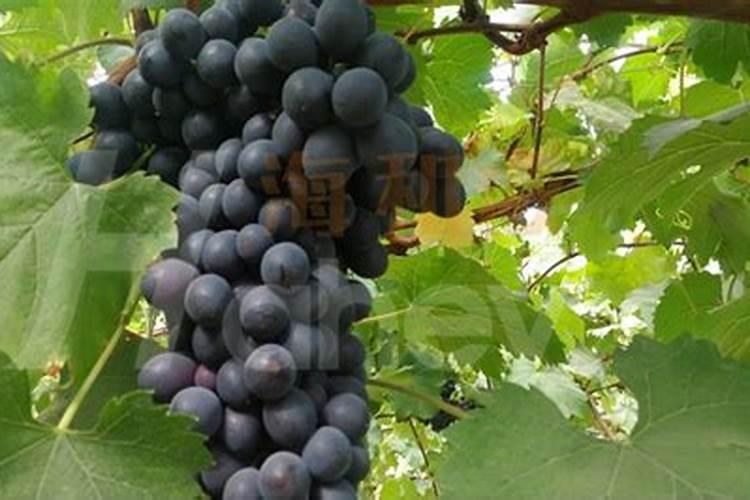 葡萄转色期用高磷肥能行不