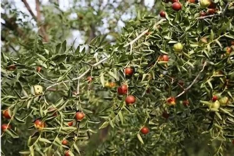 枣树开花结果初期施什么肥