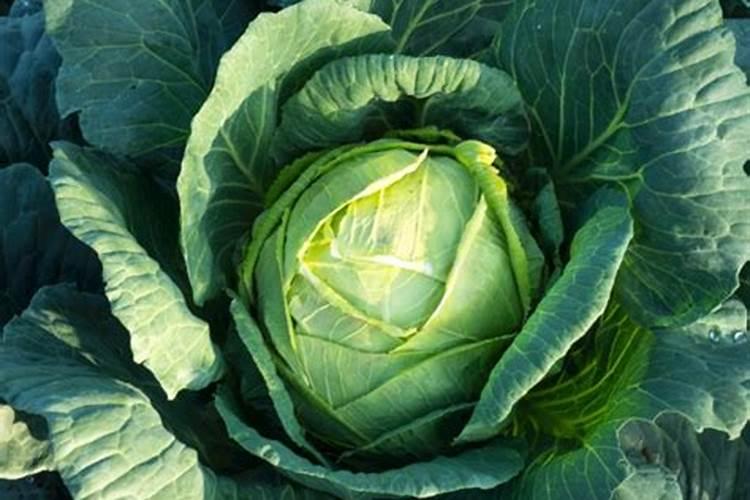 甘蓝用什么水溶肥料好？